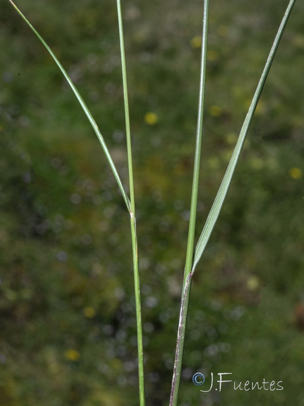 Festuca ampla ampla.08