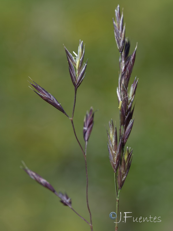 Festuca ampla ampla.05