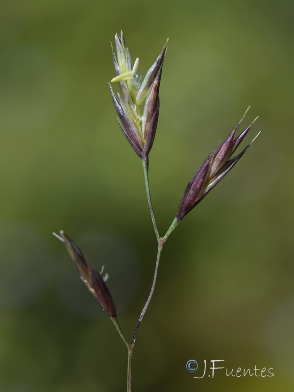 Festuca ampla ampla.10