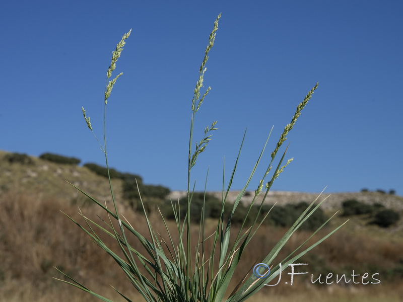 Festuca baetica baetica.01