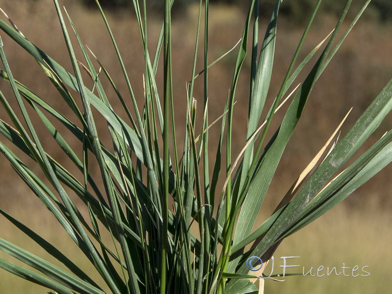 Festuca baetica baetica.02