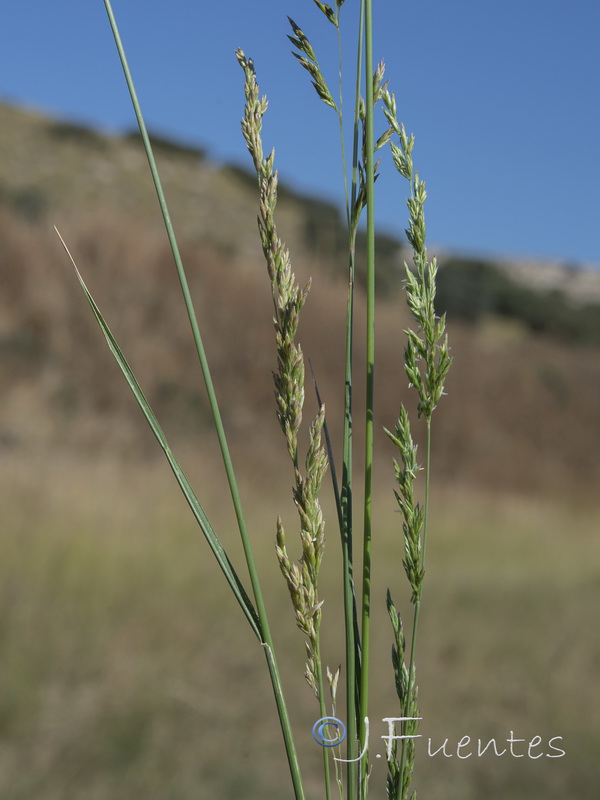 Festuca baetica baetica.03