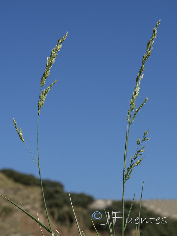 Festuca baetica baetica.04
