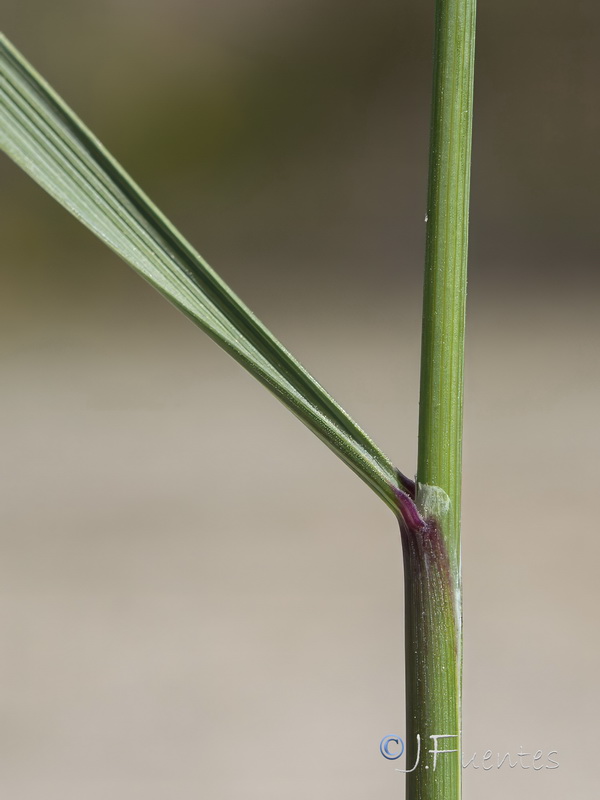 Festuca baetica baetica.11
