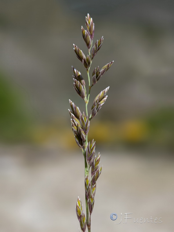 Festuca baetica baetica.13