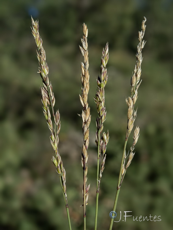 Festuca baetica baetica.14