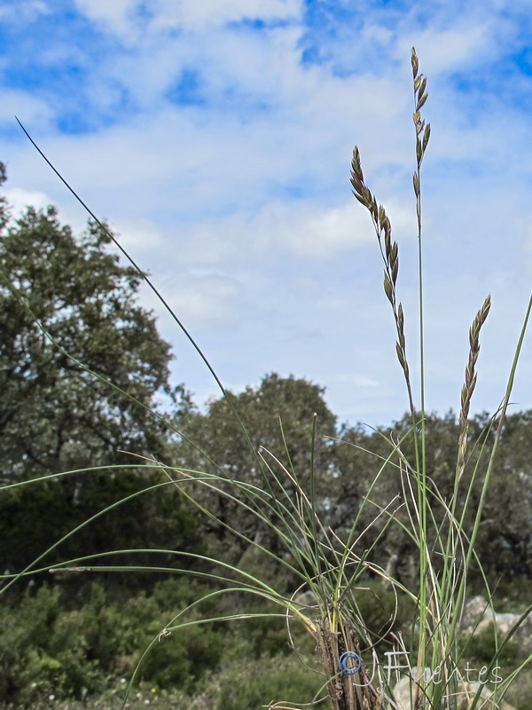 Festuca capillifolia.01