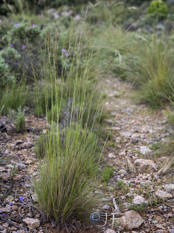 Festuca capillifolia.03