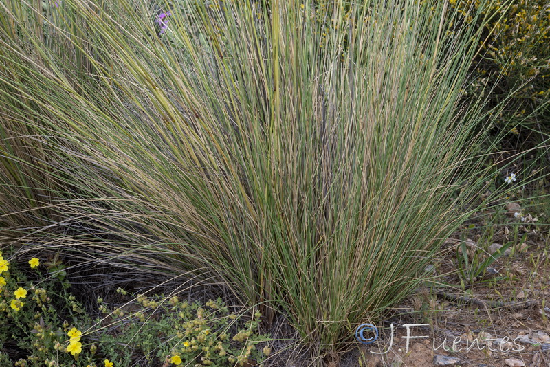 Festuca capillifolia.05