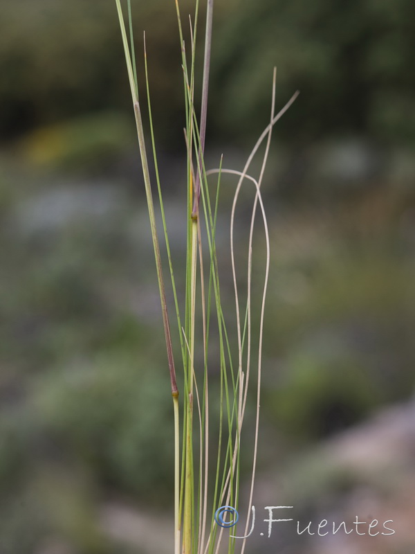 Festuca capillifolia.08