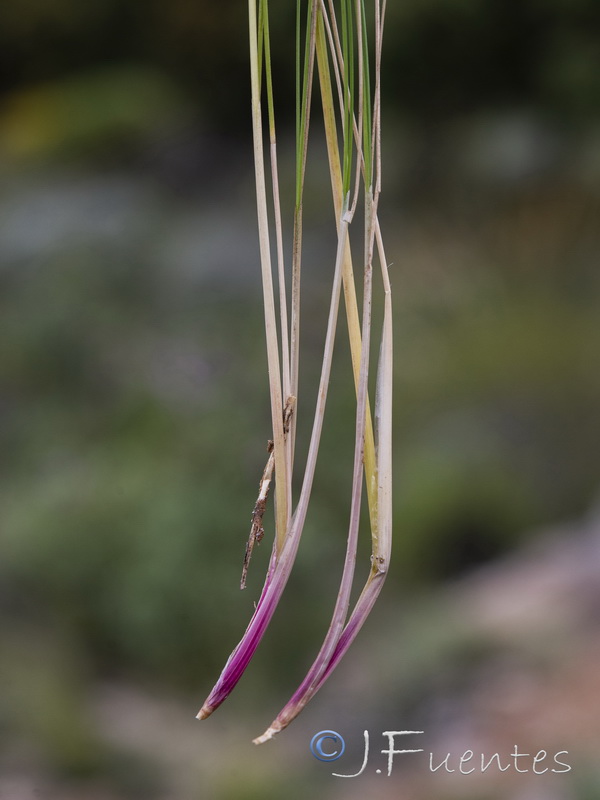 Festuca capillifolia.09