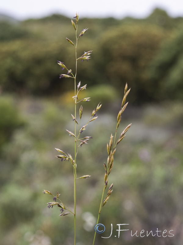 Festuca capillifolia.10