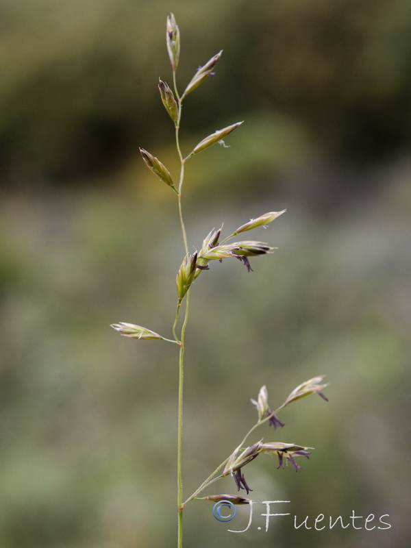 Festuca capillifolia.11