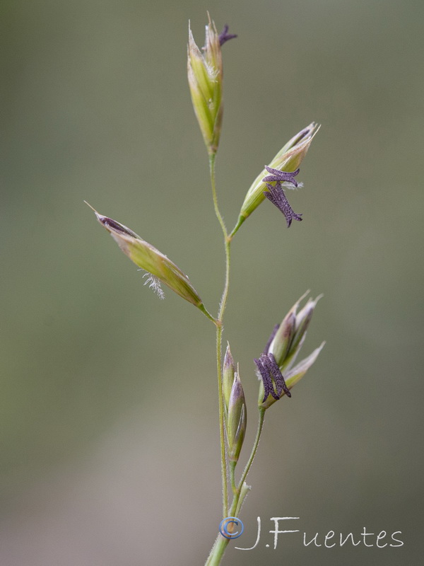 Festuca capillifolia.12