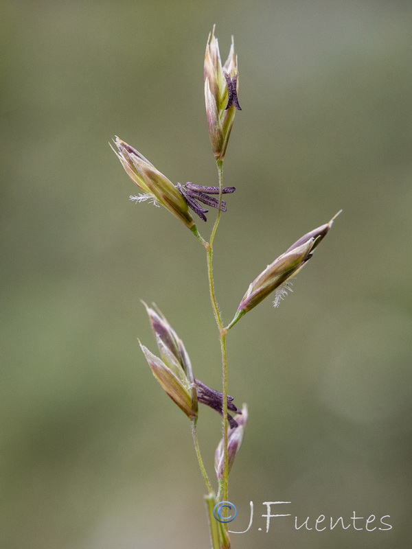 Festuca capillifolia.13