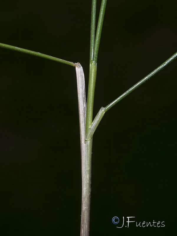 Festuca capillifolia.29