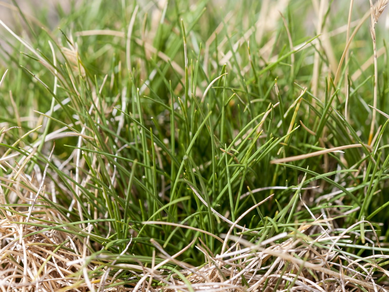 Festuca clementei.03