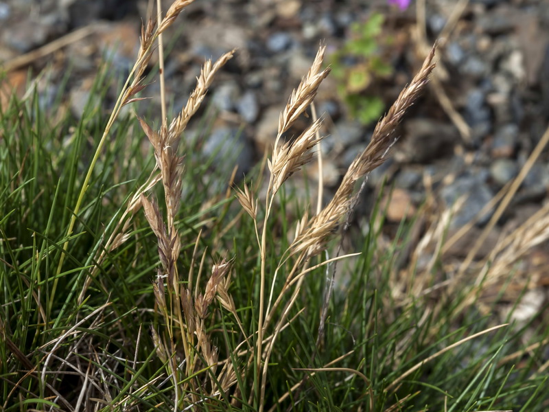 Festuca clementei.04