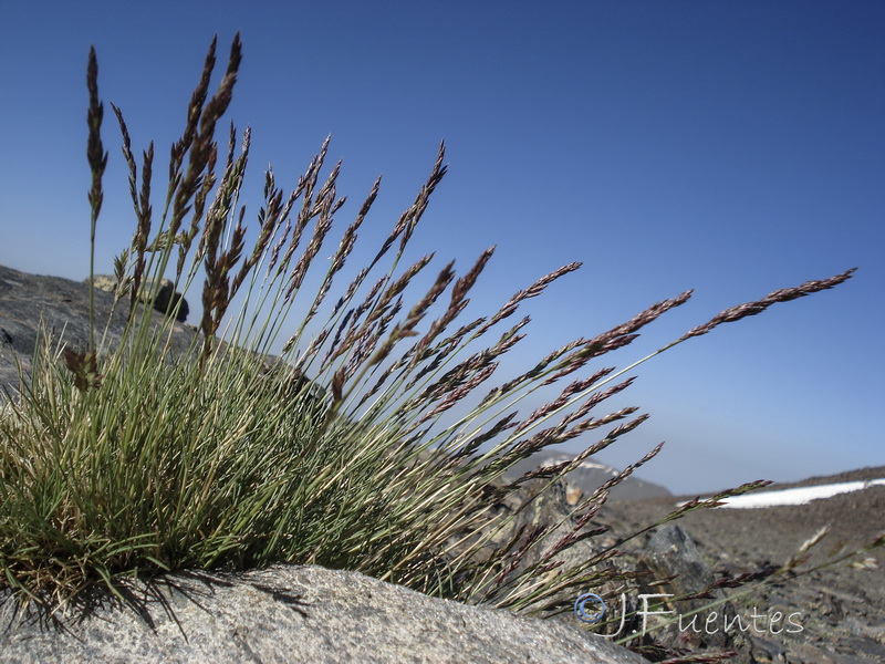 Festuca clementei.05