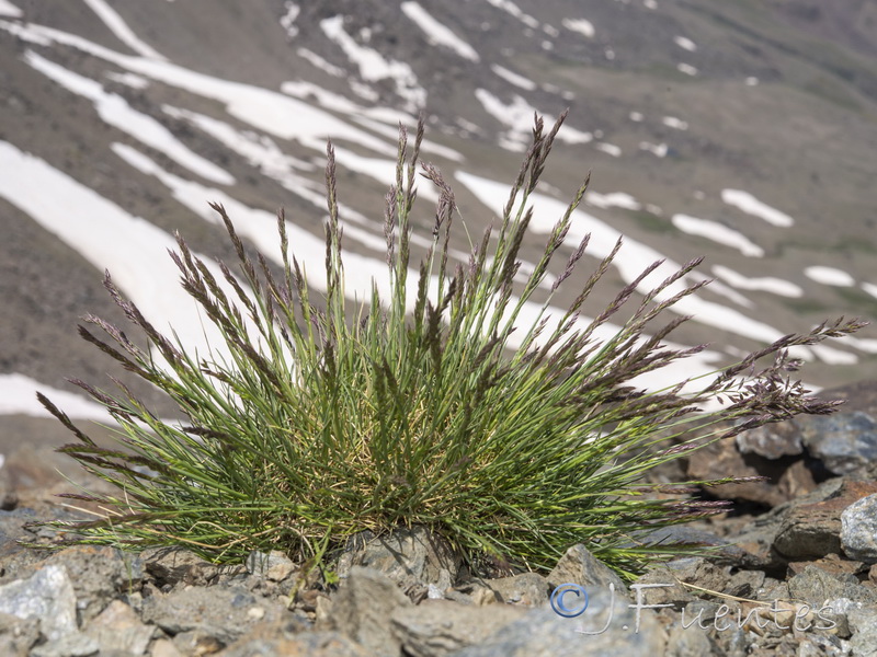 Festuca clementei.01