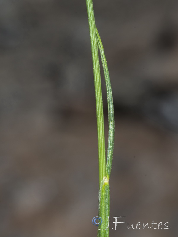 Festuca clementei.12