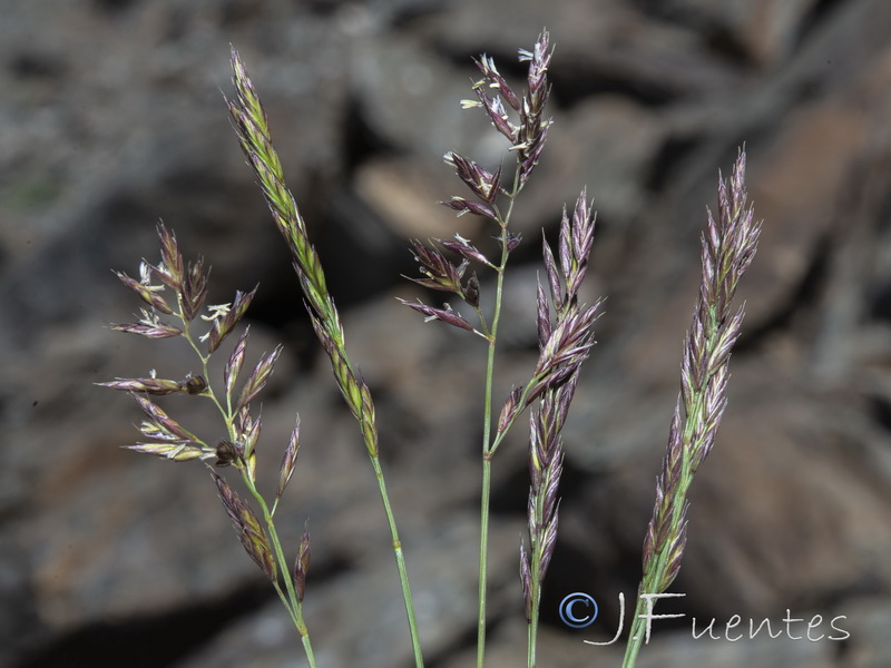 Festuca clementei.14