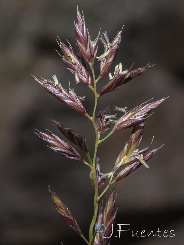 Festuca clementei.16