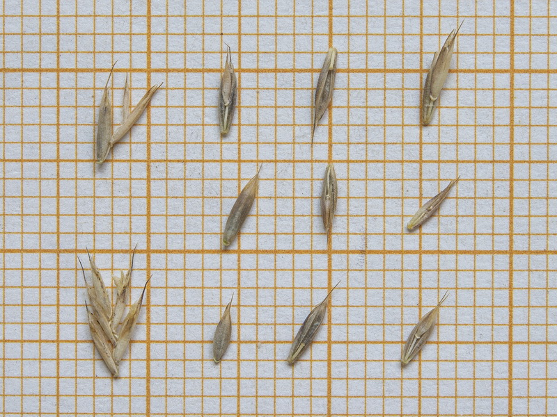 Festuca clementei