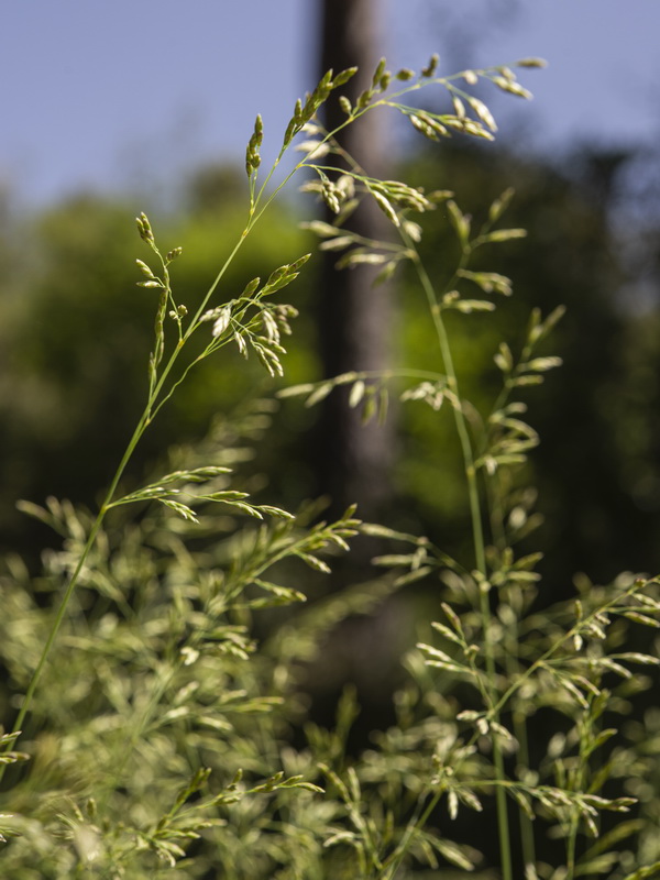 Festuca elegans elegans.04