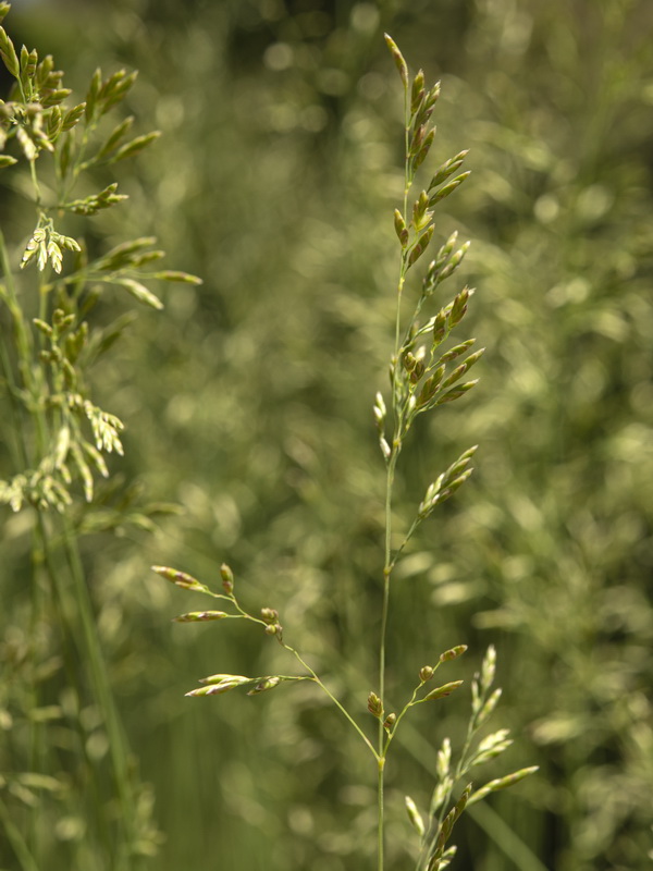 Festuca elegans elegans.05