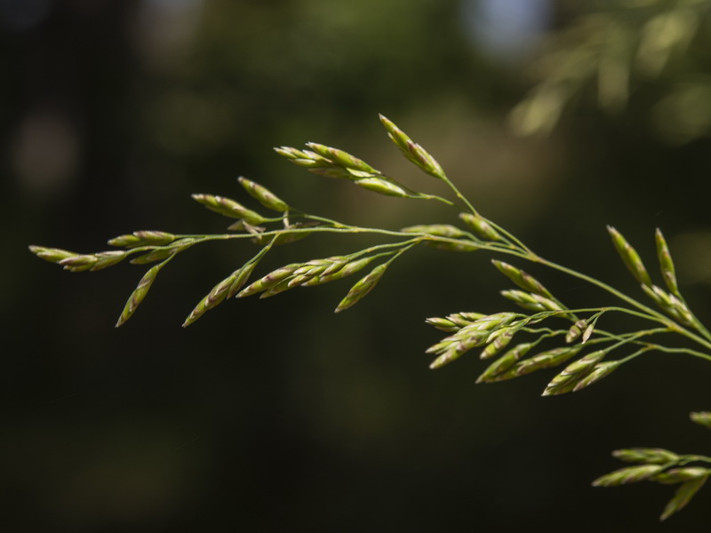 Festuca elegans elegans.06