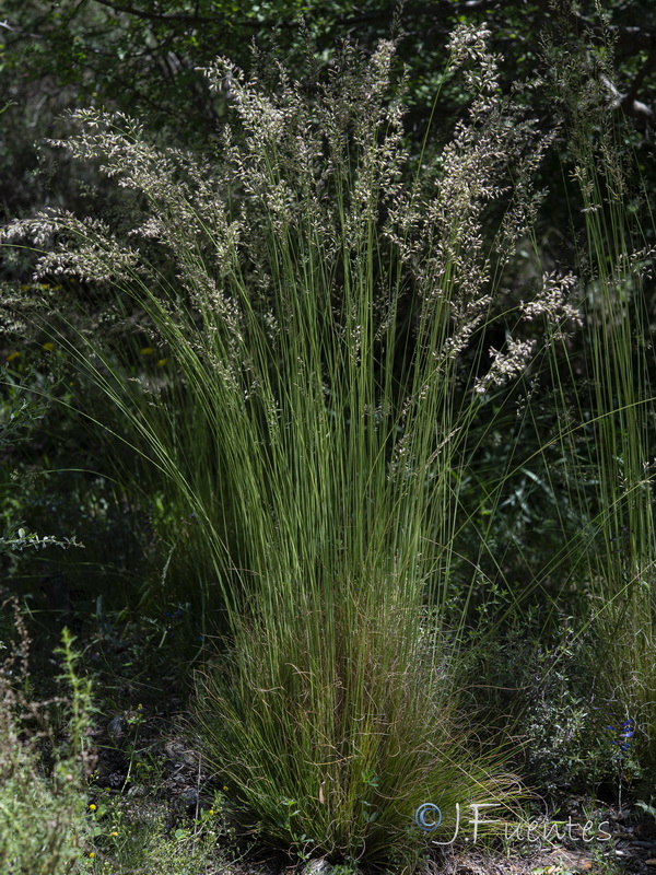 Festuca elegans elegans.01