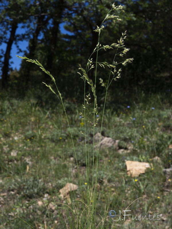 Festuca elegans elegans.22