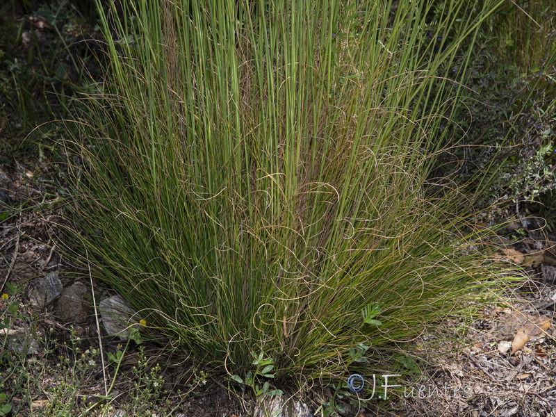 Festuca elegans elegans.23