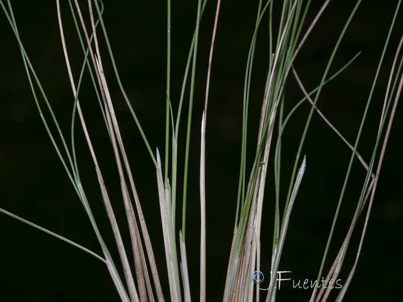 Festuca elegans elegans.25