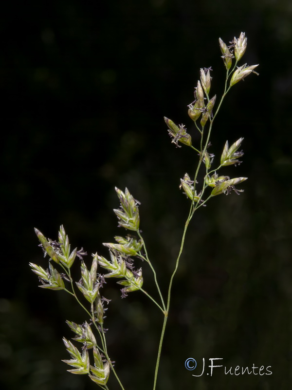 Festuca elegans elegans.27