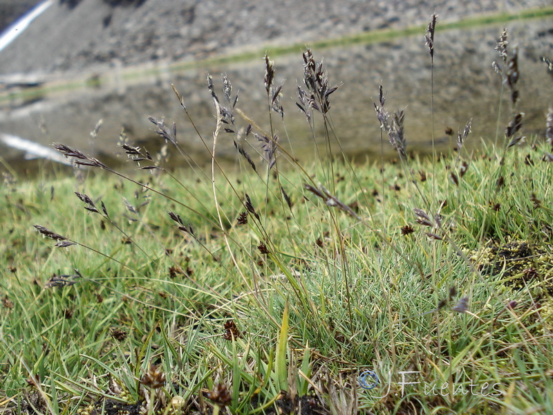 Festuca frigida.01