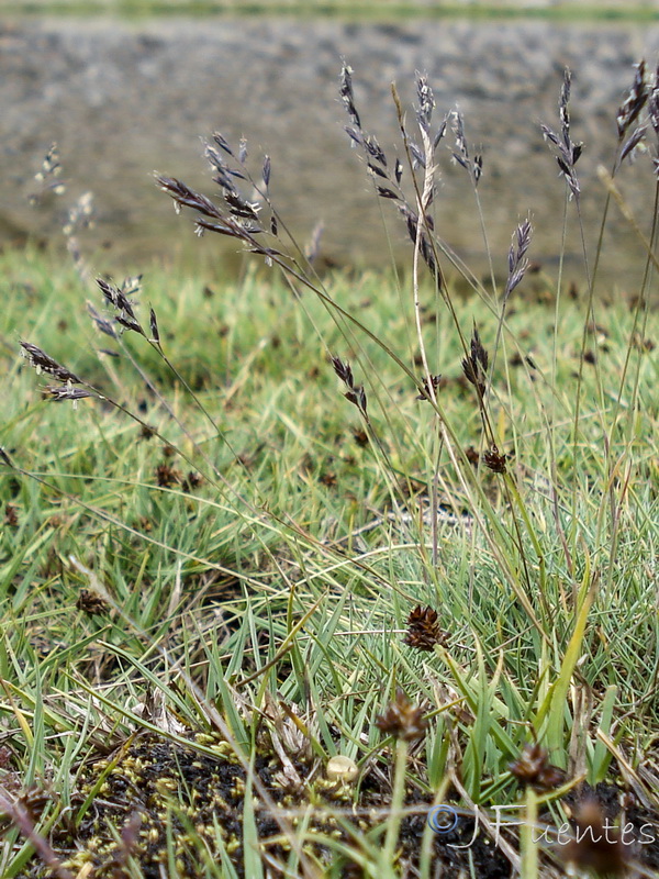 Festuca frigida.02