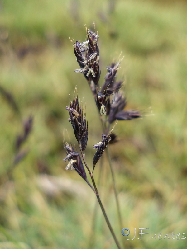 Festuca frigida.03