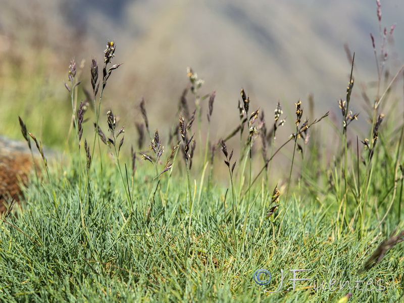 Festuca frigida.04