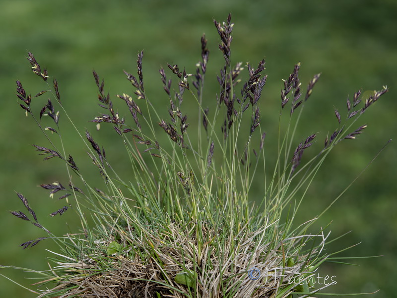Festuca frigida.08