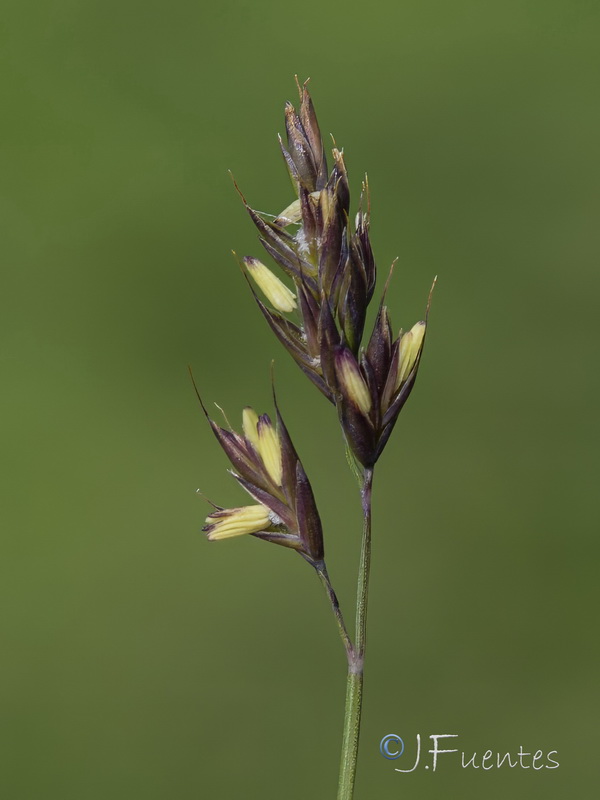 Festuca frigida.09