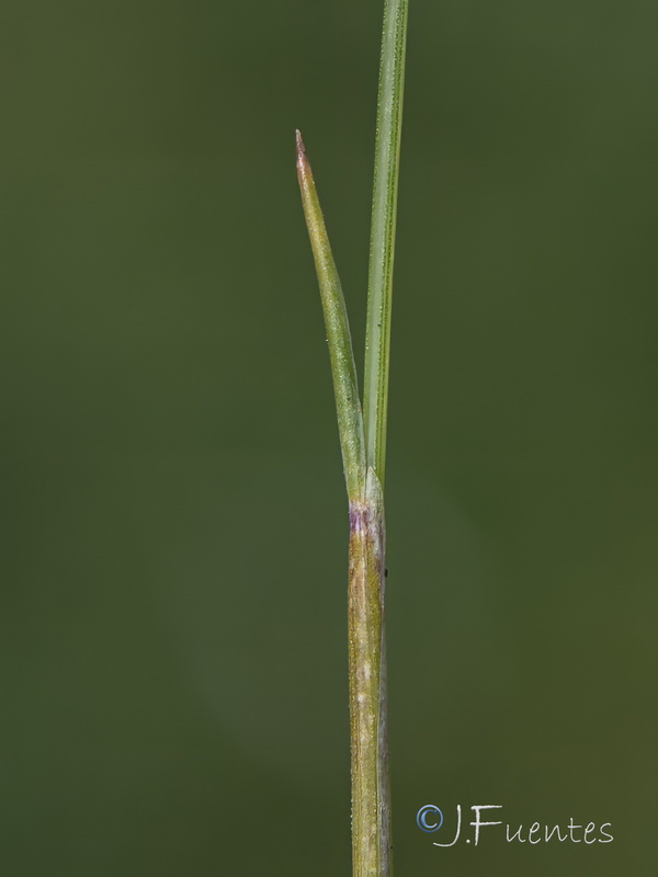 Festuca frigida.10