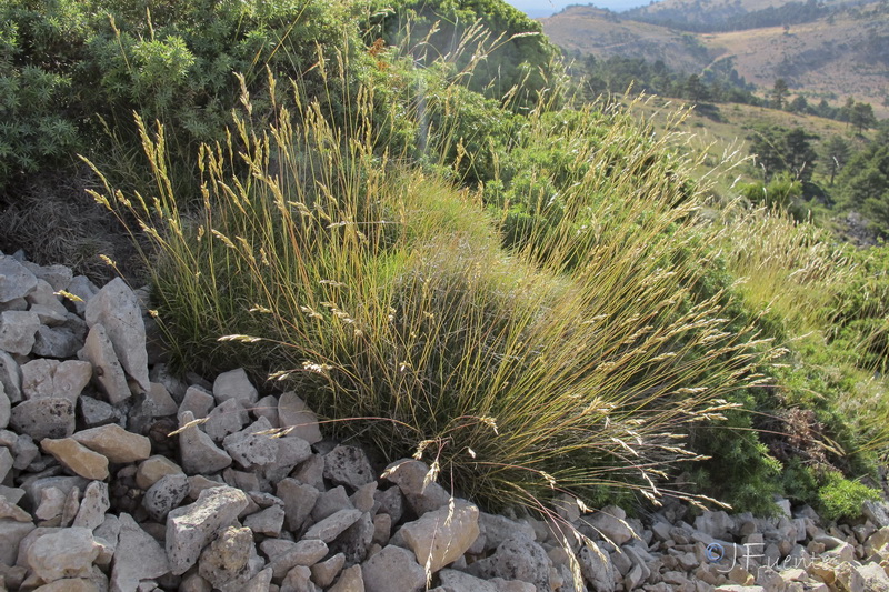 Festuca gautieri.01