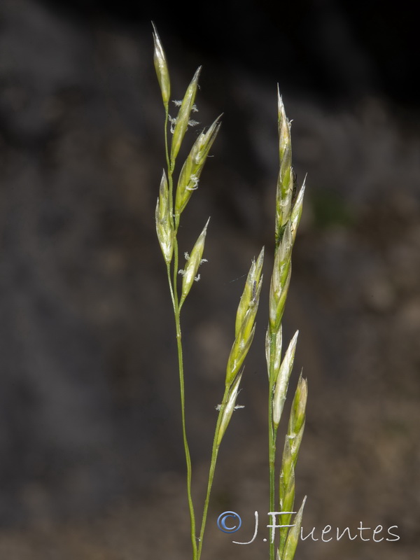 Festuca gautieri.13