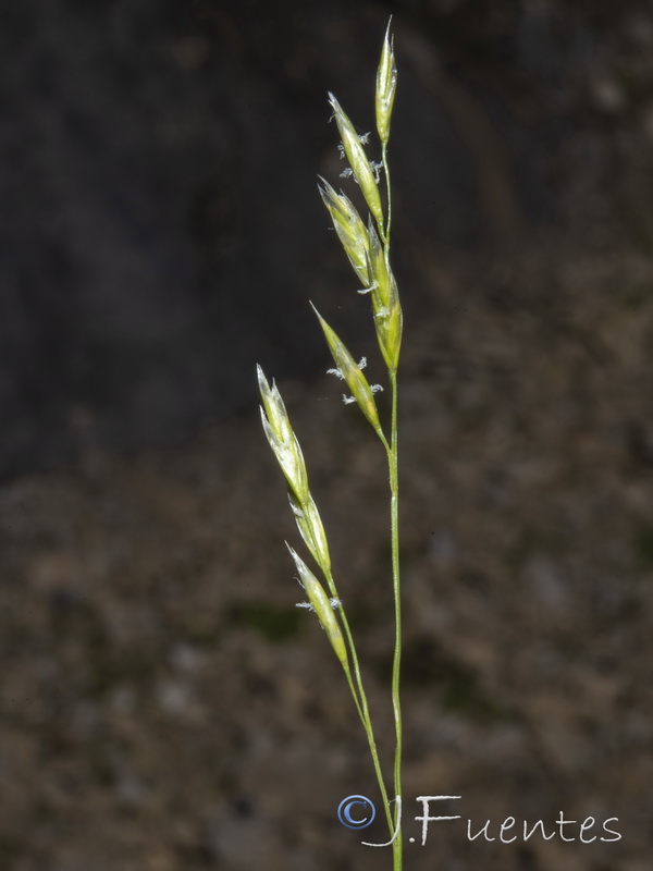 Festuca gautieri.14