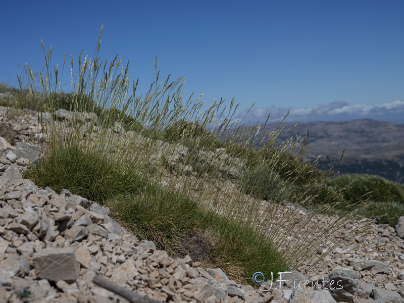 Festuca gautieri.09