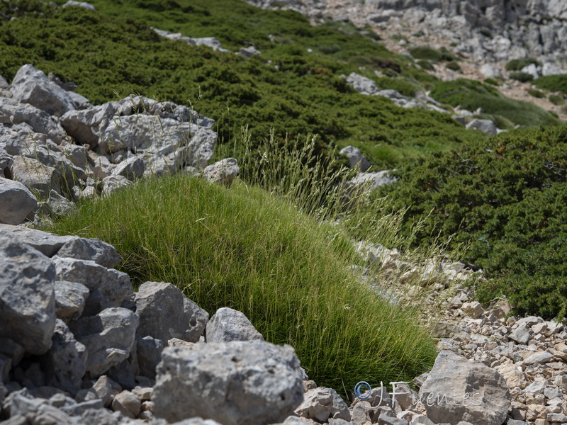 Festuca gautieri.16