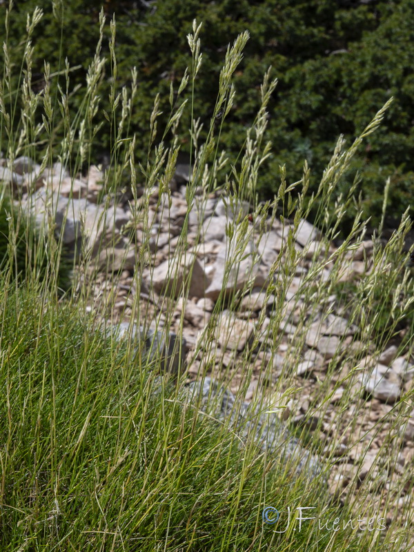 Festuca gautieri.18