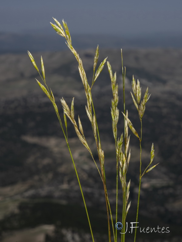 Festuca gautieri.19